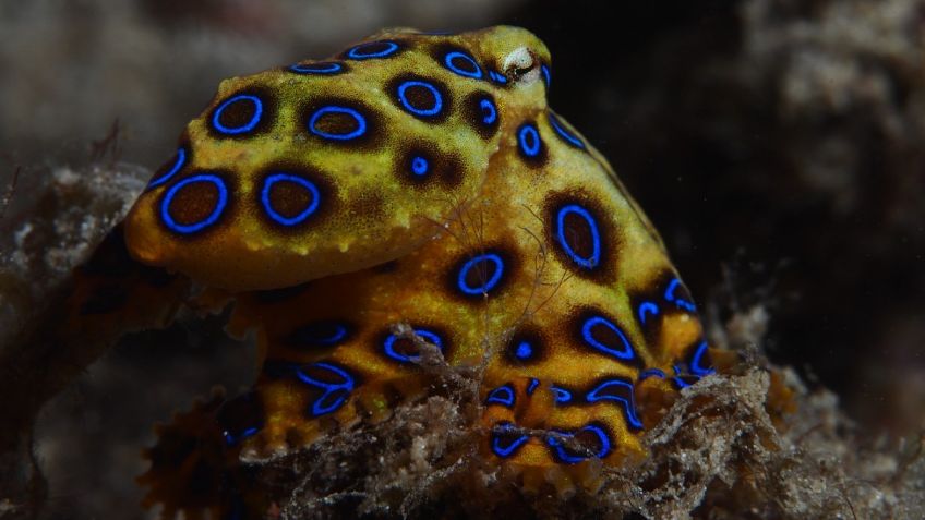 ¿Qué tan LETAL es el "tierno" pulpo de anillos azules? El animal que enloquece a TikTok