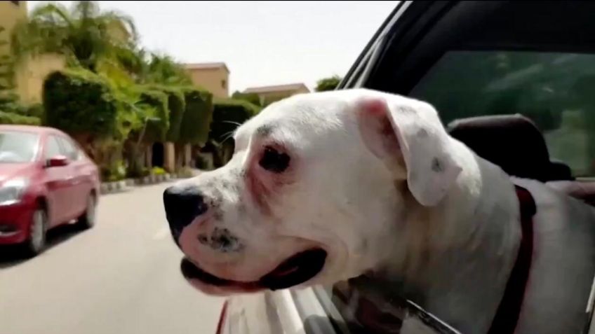 ¡Servicio perronalizado! Así funciona el nuevo taxi sólo para mascotas: VIDEO