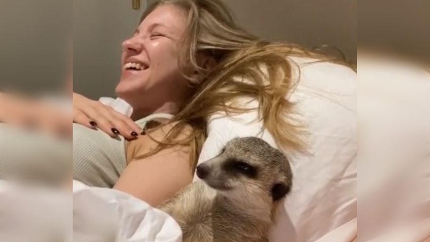 VIRAL: Suricata no puede resistir el SUEÑO y cae DORMIDA mientras ve una PELÍCULA