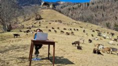 ¿REGRESO A CLASES? Una niña italiana toma clases online en una montaña rodeada de cabras: FOTOS