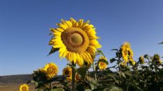 ¡Jalisco tendrá su propio escenario de Girasoles en la Región Norte!