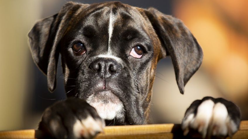 ¡El golpe de calor puede matar a tu mascota en 15 minutos!