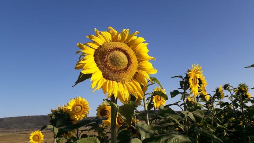 ¡Jalisco tendrá su propio escenario de Girasoles en la Región Norte!