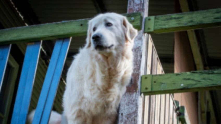 ¡Héroe de cuatro patas! Perrito detiene a conductor para pedir ayuda y salvar a su dueña: VIDEO