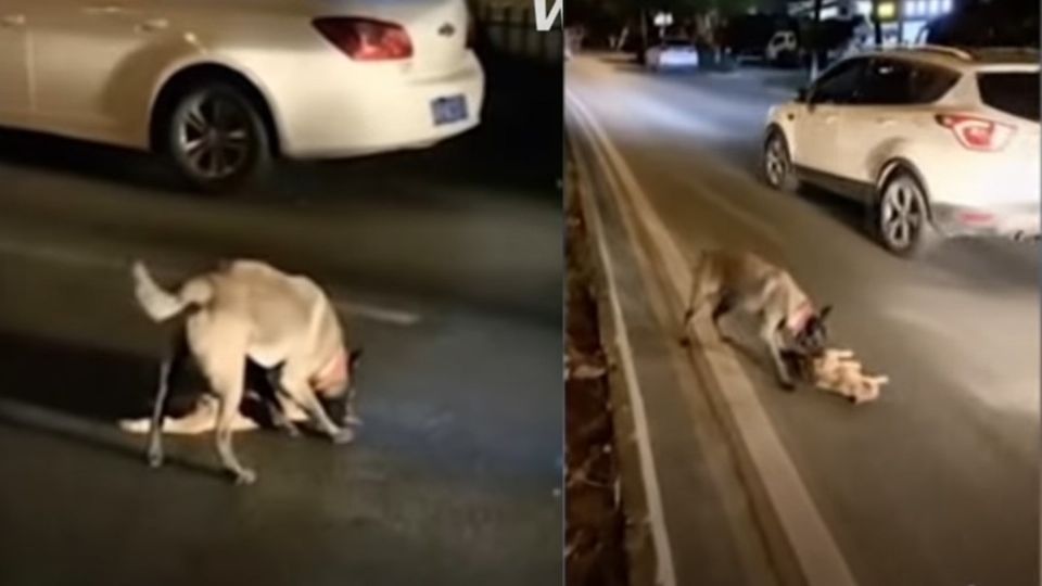 El perrito logró conmover a miles de internautas con su acción y preocupación por el gatito. FORO: ESPECIAL