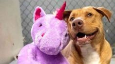 La ADORABLE historia de un PERRITO enamorado de un unicornio | FOTOS