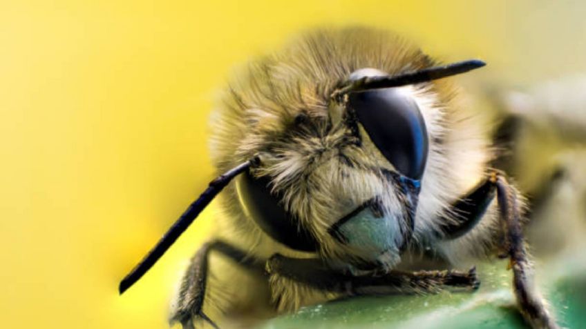 ¡ASOMBROSO! Por fin sabemos cómo ven las abejas: FOTO