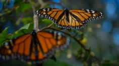 Mariposas monarca: Tras una de las peores estancias en México, regresan a Canadá