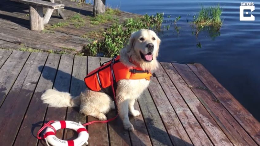 VIDEO VIRAL: Perrito rescatista muestra su entrenamiento para salvar vidas y enamora a las redes