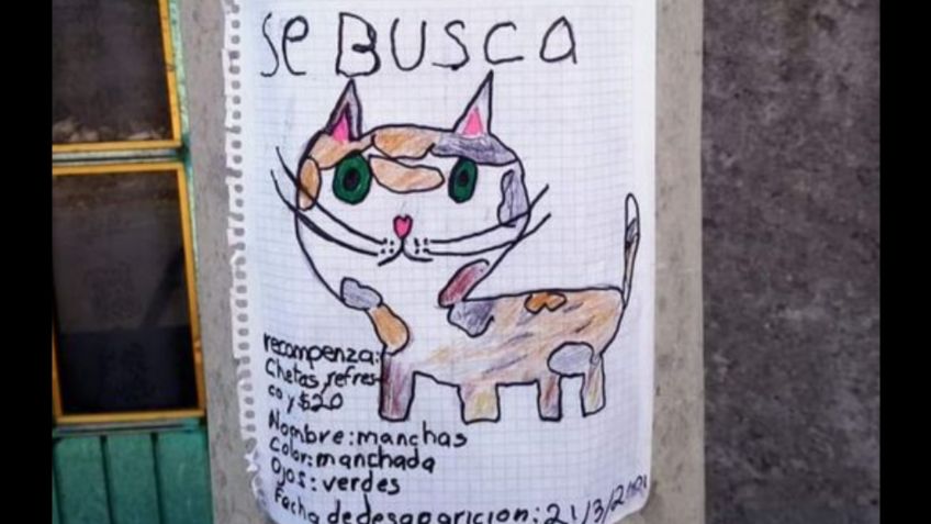 Niño dibuja póster para encontrar a su gatito perdido, ofrece simpática recompensa y enternece las redes