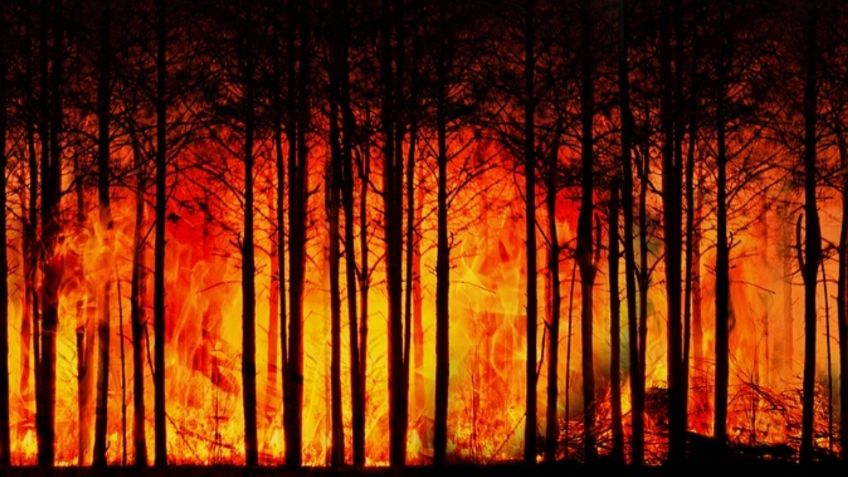 ¿Cuántos estados reportan incendios forestales y cómo van los trabajos para apagarlos?