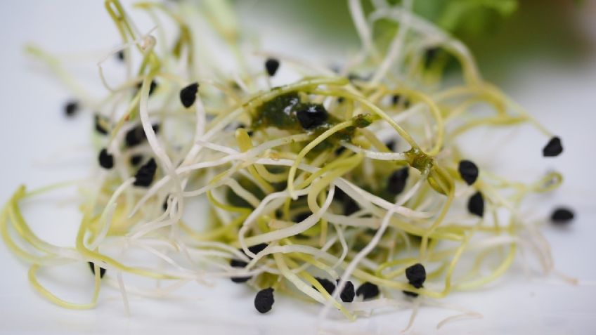 Alfalfa, el super alimento que te ayudará a BAJAR el COLESTEROL