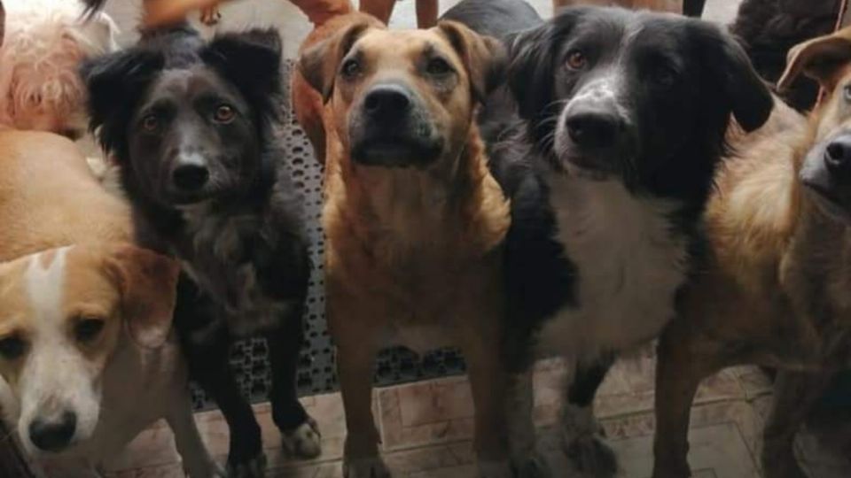 Los integrantes del albergue Garritas Guerreras señalaron que aceptan donaciones de croquetas y apadrinamientos para alimentar a los perritos y gatitos. Foto: Especial