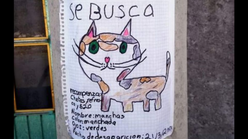 Manchas es el nombre del gatito perdido. Foto: Twitter