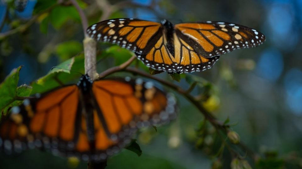 La monarca viaja cientos de kilómetros hasta los bosques mexicanos