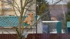 VIDEO VIRAL: ¡Casual! Salen a pasear y descubren una enorme leona sobre tejado de una casa en Rusia