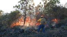 Buscan crear albergue para animales afectados por incendios forestales en Michoacán