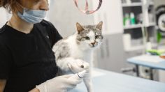 ¡Cuidado! Bacteria que proviene del arañazo de tu gato podría estar relacionada con la esquizofrenia, según estudio