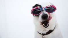 ¿Solo agua? Refresca a tu perro del calor con estos 5 tips