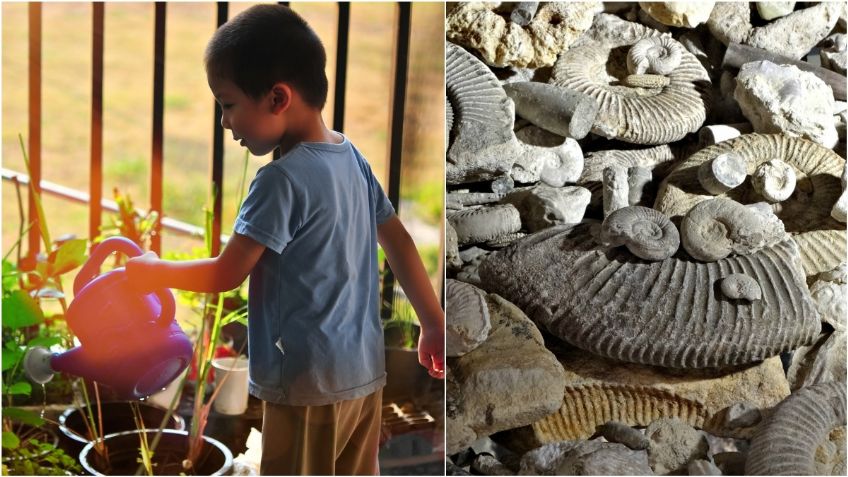 ¡Suertudo! Niño encuentra fósil de casi 500 millones de años en su jardín