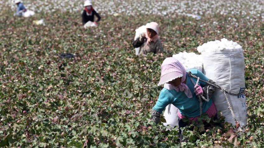 Esclavos chinos producen algodón que podría ser usado para tu ropa; esta es la historia