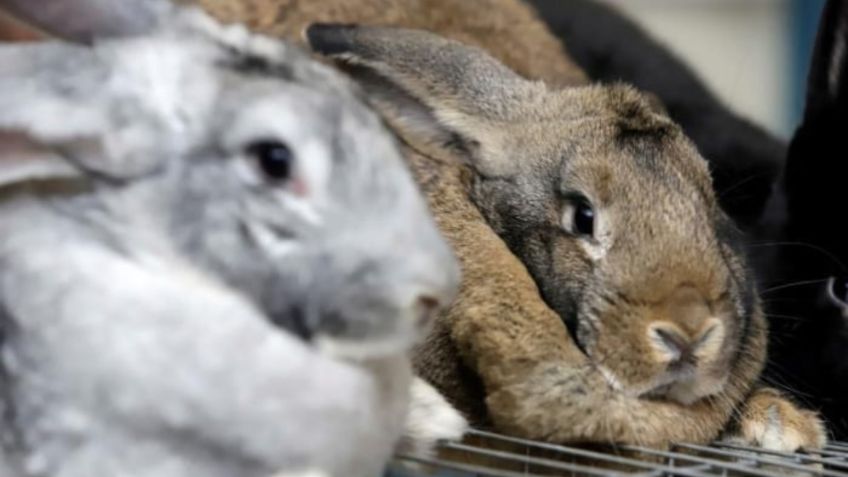 ¡Conócelos! En Puebla se crían los conejos más grandes del mundo