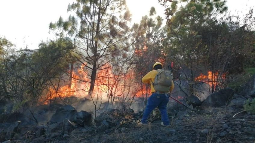 Buscan crear albergue para animales afectados por incendios forestales en Michoacán