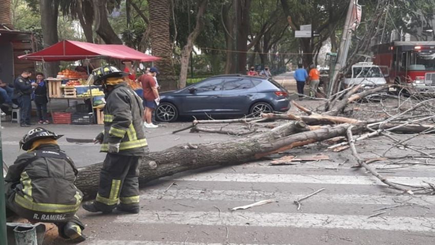 Fuertes vientos derriban árboles en al menos 5 alcaldías; dañan autos y dejan sin servicio estación del Metrobús