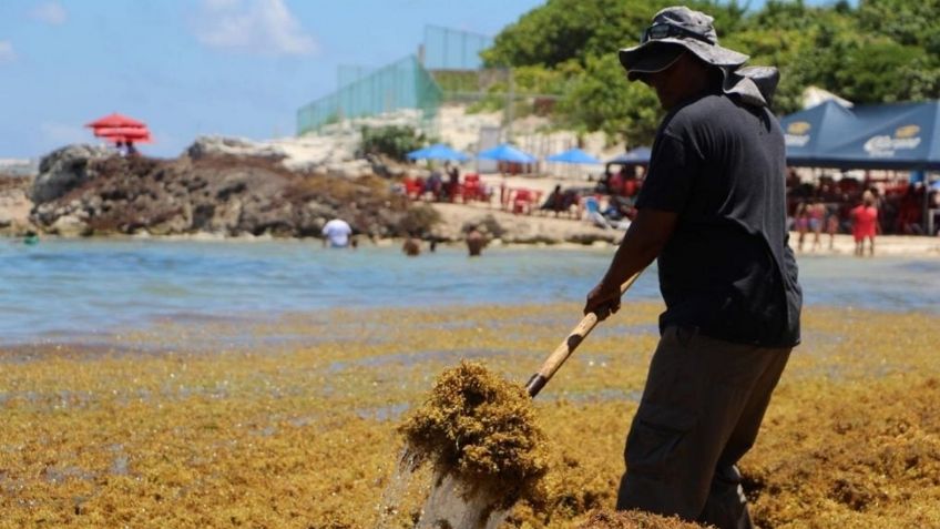 Piden detección rápida de sargazo para evitar riesgo ambiental en playas