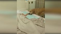 VIDEO VIRAL: Perro arrulla, cobija a su dueño y le apaga la luz mientras dormía