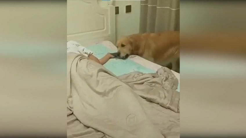 VIDEO VIRAL: Perro arrulla, cobija a su dueño y le apaga la luz mientras dormía