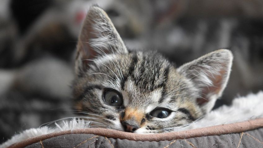 Video: "Gatito Fit" te enseña la mejor manera de hacer abdominales