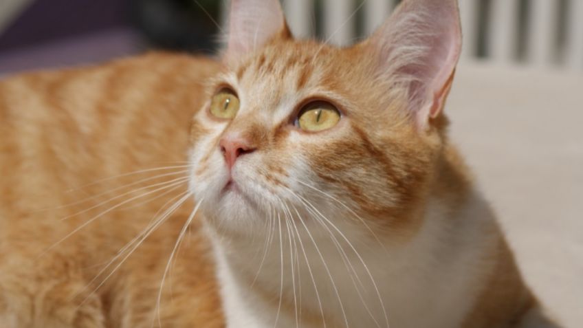 ¡Amor de madre! Gata lleva a sus crías enfermas a una clínica para que pudieran ayudarlas: VIDEO