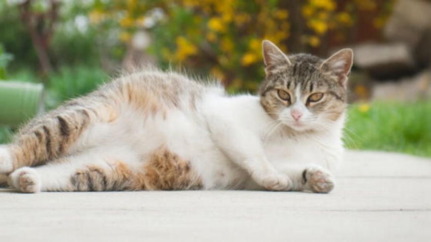 ¿Quieres salir a pasear con tu GATO? Este ARNÉS es el ideal para tu felino