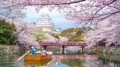 Conoce la milenaria tradición japonesa "Hanami", donde se contemplan el florecimiento de los cerezos: FOTOS