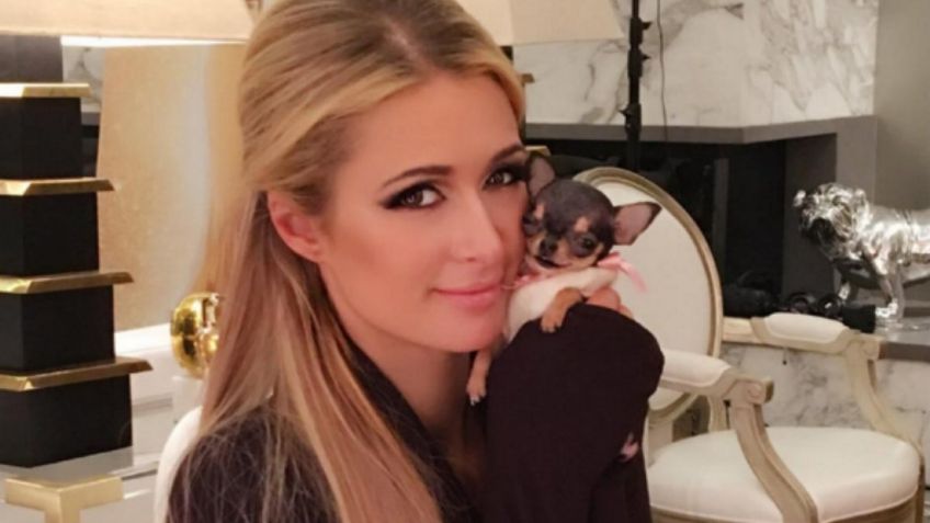 Paris Hilton derrocha su fortuna en bolsos, ¡para su perro! Uno sólo cuesta 5 mil dólares