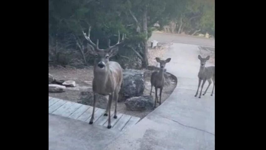 Nuevo León: Animales escapan del incendio en sierra de Santiago; buscan agua y alimento