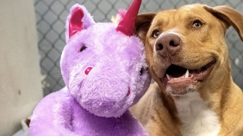 "Lomito" callejero se volvió famoso por robar un unicornio de peluche; esta es su tierna historia