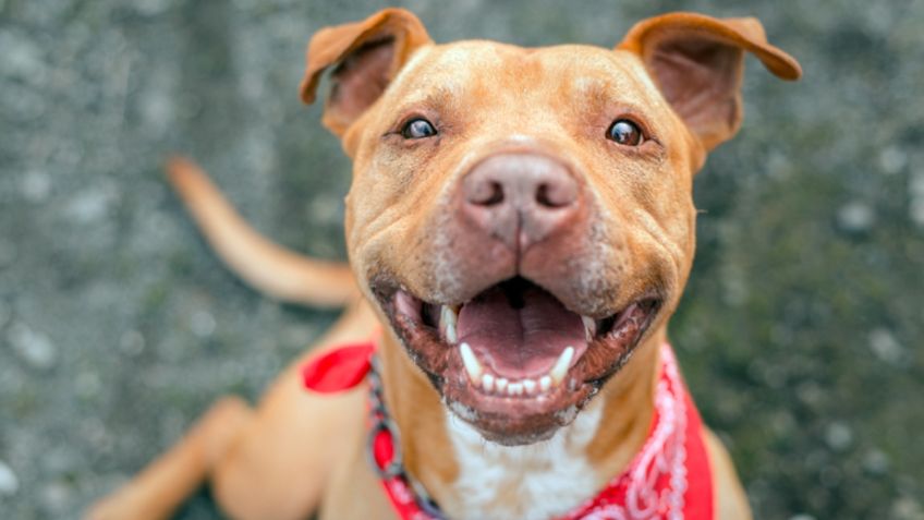 Mujer tenía miedo a PITBULL hasta que una NOBLE ACCIÓN le salvó la vida