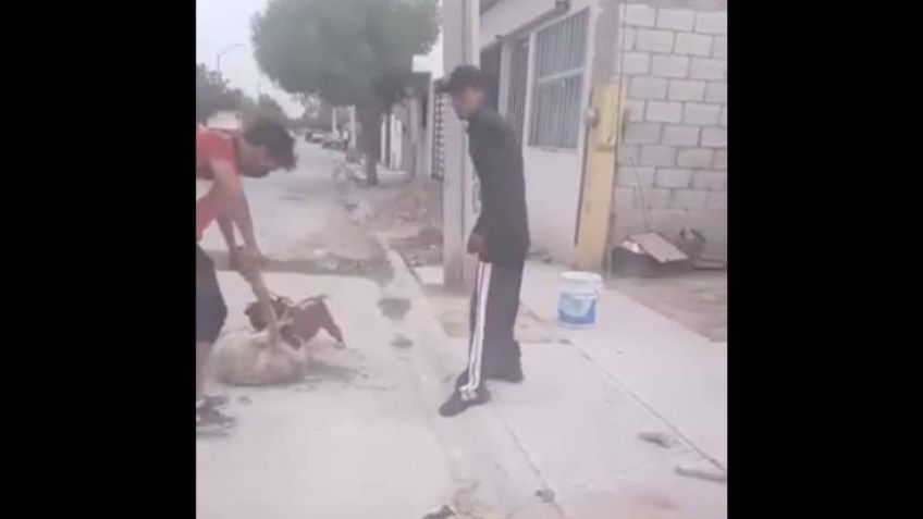 Sujetos azuzan a un pitbull para atacar a perrito de la calle en Torreón: VIDEO