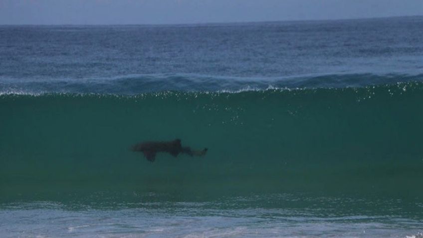 Avistan tiburones en Mazunte, Oaxaca; piden a turistas no acercarse a la playa: VIDEO