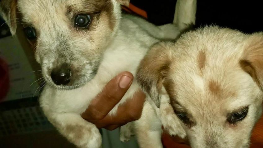 Animalistas denuncian matanza de 300 perros callejeros en Ciudad Mendoza, Veracruz