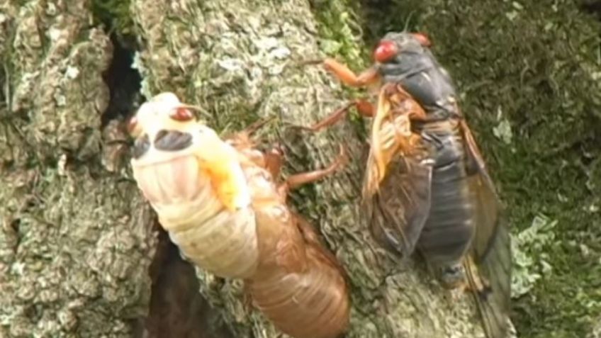 ¿Fin del mundo? Profecía CUMPLIDA, miles de CIGARRAS a punto de brotar del suelo: VIDEO