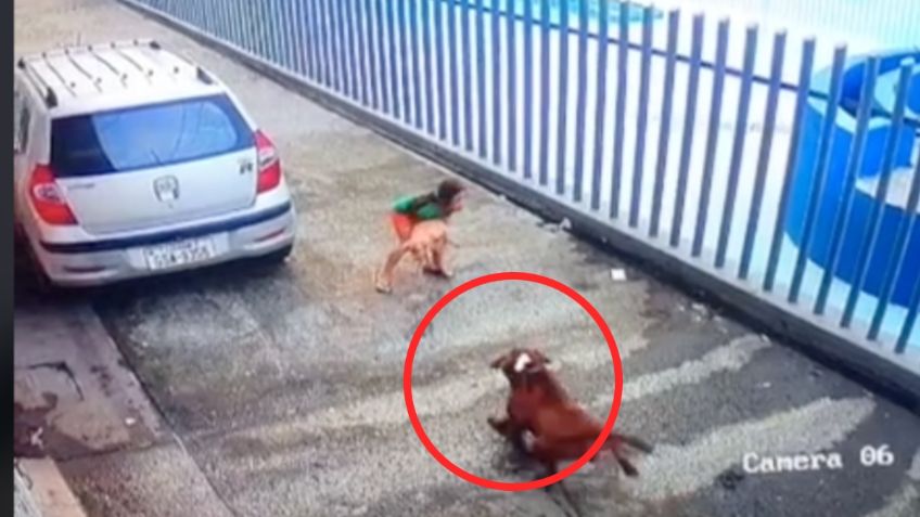 Niña defiende a su perrito de un feroz pitbull y ambos son sacudidos: VIDEO VIRAL