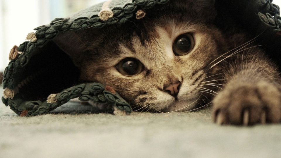 El rasguño de los gatos podría causar esquizofrenia en sus dueños 
FOTO: Archivo