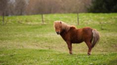 Vicente Fernández: Estos son los excesivos cuidados para los caballos miniatura como los del cantante