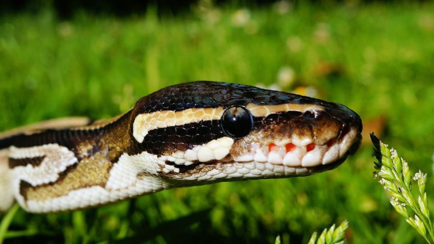 ¡De MUERTE! Serpiente ataca brutalmente al dueño de un zoológico y de milagro sobrevive: VIDEO VIRAL