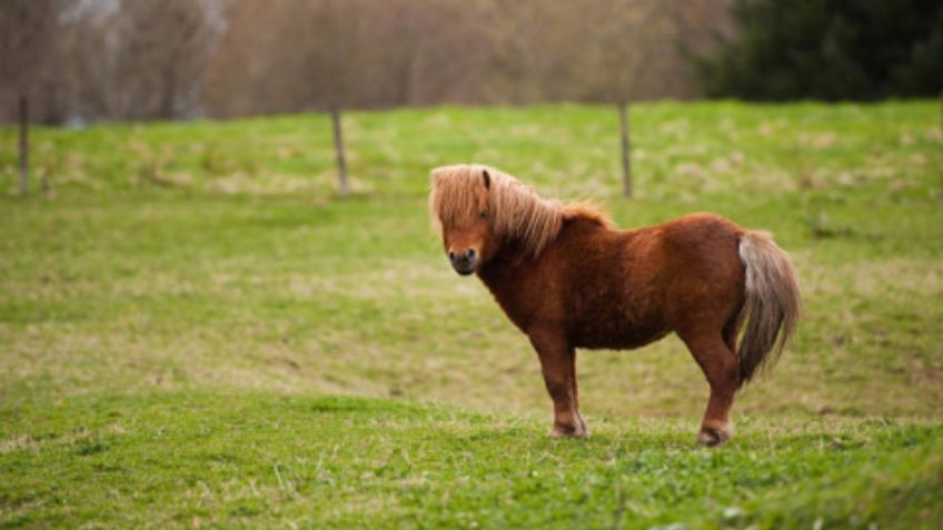 Vicente Fernández: Estos son los excesivos cuidados para los caballos miniatura como los del cantante