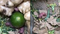 VIDEO VIRAL: ¡Asqueroso! Nacen ratas entre las verduras de tienda de autoservicios