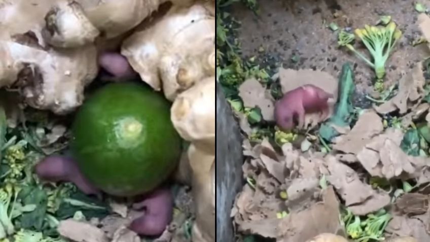 VIDEO VIRAL: ¡Asqueroso! Nacen ratas entre las verduras de tienda de autoservicios